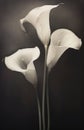 Woman background man lily blossom plant flower background calla black white elegance nature beauty Royalty Free Stock Photo