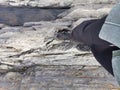 A woman on the background of the rocky coast of the Barents Sea. Beautiful view of the cliffs and the coast of the