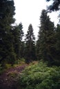 A woman with a backpack, a hiker, walks along a stony path in the middle of a dense forest. travel concept. Trail to Shdugra Royalty Free Stock Photo