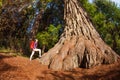 Woman with backpack near the big tree, Redwood Royalty Free Stock Photo