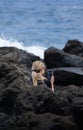 Woman with blonde hair sitting on the rocks near the sea typing her smartphone Royalty Free Stock Photo