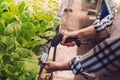 Woman bar code scanner checking stock hydroponics vegetables in market greenhouse Royalty Free Stock Photo