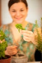 Woman with basil. Workshop of knowing herbs, touching and smelling basil and thym. Royalty Free Stock Photo