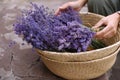 Woman with basket of beautiful lavender flowers outdoors Royalty Free Stock Photo