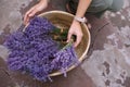 Woman with basket of beautiful lavender flowers outdoors Royalty Free Stock Photo