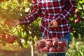 Woman with basket picking ripe apple from tree in garden Royalty Free Stock Photo