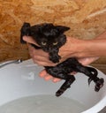 A woman bathes a small black scared kitten in water, cleans it of fleas and ticks with a special shampoo.