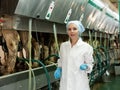 Woman in bathrobe working with automatical cow milking machines