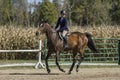 Woman and bay galloping at a fall horse show