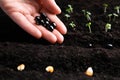 Woman with beans near fertile soil, closeup. Vegetable seeds Royalty Free Stock Photo
