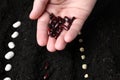 Woman with beans near fertile soil, closeup. Vegetable seeds Royalty Free Stock Photo