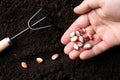 Woman with beans near fertile soil, top view. Vegetable seeds Royalty Free Stock Photo