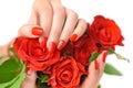 Woman beautiful hands with red manicure and scarlet roses on white background Royalty Free Stock Photo