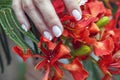 Hands of a woman with pink manicure on nails and pink flowers Royalty Free Stock Photo