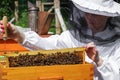 Woman beekeeper with bees Royalty Free Stock Photo