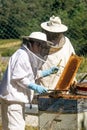 Woman beekeeper extracting a honeycomb from a hive in front of another beekeeper