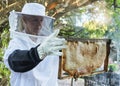 Woman, beekeeper hat or honeycomb check on honey production farm, sustainability farming land or healthy food