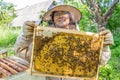 Woman beekeeper holding a frame with bees, with brood honeycombs and honey