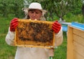 Woman Beekeeper holding frame of honeycomb with bees Royalty Free Stock Photo