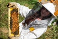 Woman beekeeper and honeycomb