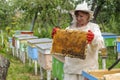 Woman beekeeper looks after bees