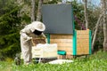 Woman beekeeper relocating bees from delivery box .