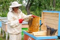 Woman beekeeper selects honey comb to drain Royalty Free Stock Photo