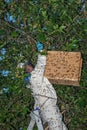 The woman beekeeper stands on the stairs and collects and packs a swarm of honey bees from a tree