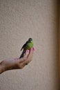 Coexistence of people and birds in cities, female and blue tit, Parus caeruleus, Havirov, Czech Republic Royalty Free Stock Photo