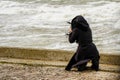 A woman in a black coat with a hood on her knees photographing a stormy sea with her phone Royalty Free Stock Photo