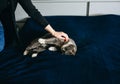 Woman in black sweater is petting her fluffy grey cat. Happy pet is lying on the blue blanket and enjoys Royalty Free Stock Photo