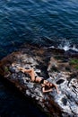 Woman in black swimsuit lies on the rocks among the blue sea. Sexy tanned woman on beach. Blue ocean. Maldives. Top view Royalty Free Stock Photo