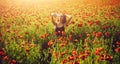 Woman in field of poppy making selfie photo with phone