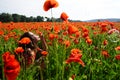 Woman blow bubble in poppy field, dreams, wishes. Royalty Free Stock Photo