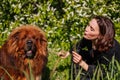 Woman blowing dandelion on tibetan mastiff dog sitting on grass outdoors. Girl and dog playing in park Royalty Free Stock Photo