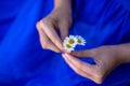 Woman in blue dress holds daisies in her hands Royalty Free Stock Photo