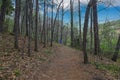 A woman in a blue shirt walking along a dirt footpath in the forest surrounded by tall lush green trees with blue sky and clouds Royalty Free Stock Photo