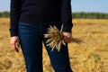 Woman in blue sweater and jeans with dried yellow golden colored wheat spicas bunch in hands. Agricultural field Royalty Free Stock Photo