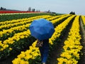 Tulip Fields Valley Festival Figure with Umbrella Royalty Free Stock Photo