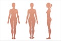 Woman body anatomy, front, back, side view, vector Royalty Free Stock Photo