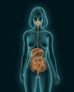 Woman body with digestive system internal organs 3d render