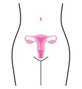 Woman body and organ uterus, vector illustration