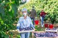 Woman with box full of plums standing in plantation Royalty Free Stock Photo