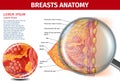 Woman Breasts Anatomy. Cross Section Aid Banner Royalty Free Stock Photo