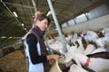 Woman breeder of farm animals giving food