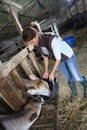 Woman breeder feeding cows