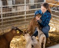 Woman breeder playing with goatlings in barn