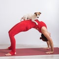 Woman in bridge pose with dog. Girl doing yoga with her pet. Royalty Free Stock Photo