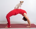 Woman in bridge pose with dog. Girl doing yoga with her pet. Royalty Free Stock Photo