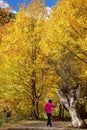 Woman In Bright Pink Jacket Posing In Front Of Tree Trunk Amongst Autumn Leaves